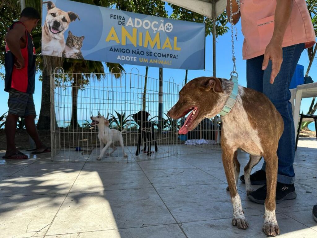 Rio das Ostras promove Feira de Adoção Animal nesta quarta-feira (10)