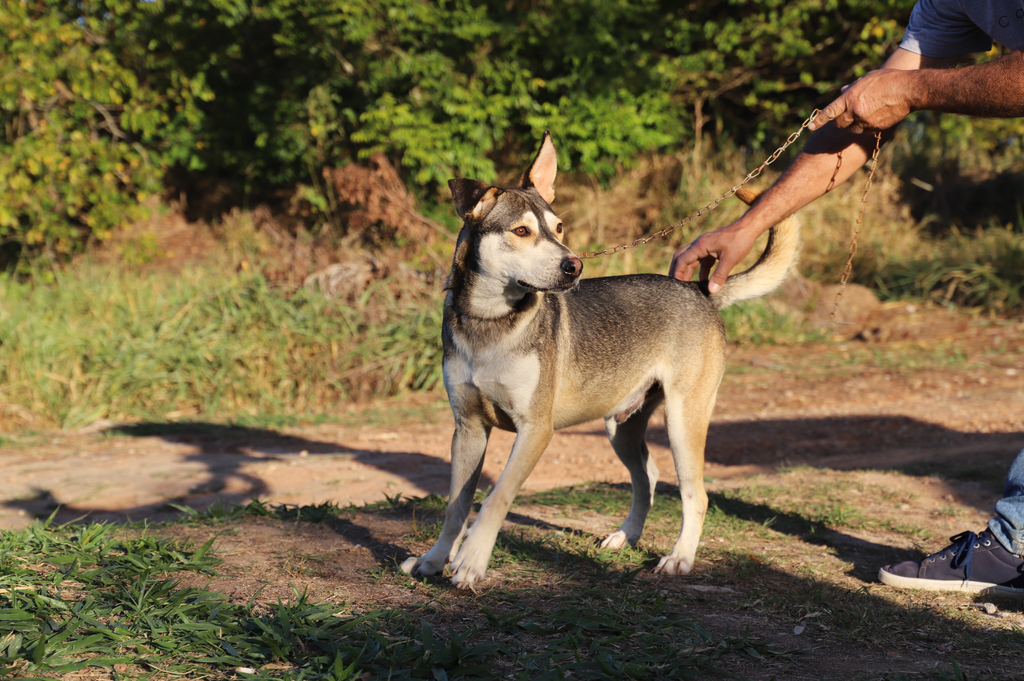 Animais ganham novos lares em Feira de Adoção em Rio das Ostras