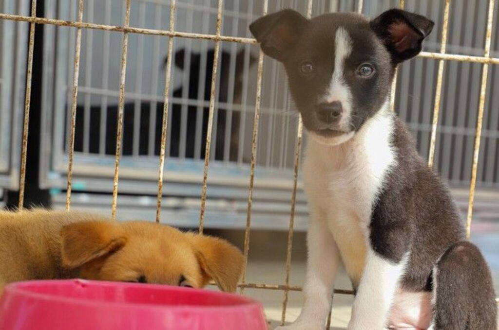 Sábado, 20, tem Feira de Adoção Animal em Rio das Ostras
